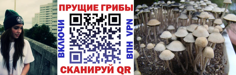 купить наркотик  Старая Купавна  Галлюциногенные грибы мицелий 